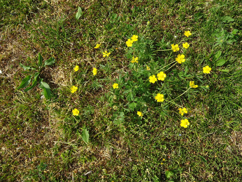 Ranunculus bulbosus - Ranunculaceae